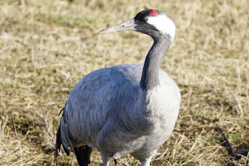 common crane bello gallocanta