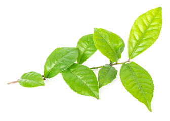 Naklejka na ściany i meble Studio shot organic green tea leaves branch isolated on white