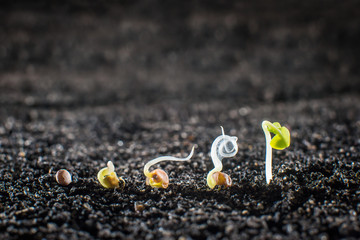 Concept of seed germination in the ground close up