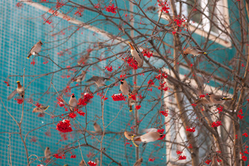 flock of waxwings