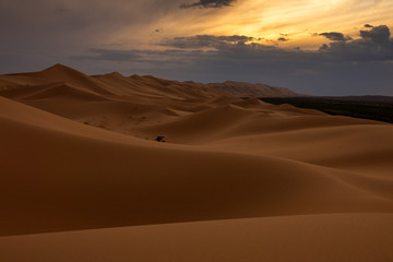 Fototapeta na wymiar Landscape of the sand dunes Hongoryn Els in Gobi Desert at sunset, Mongolia