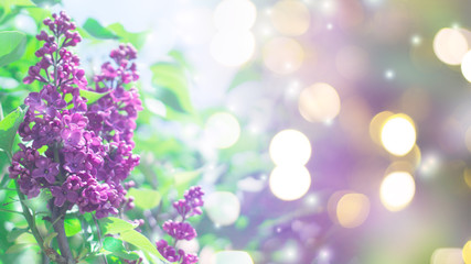 Delicate floral background. Blurred background with spring flowers, bokeh. Bouquet of lilac close-up