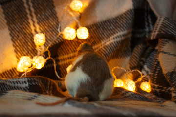 Pet rat sitting on the cozy couch and watching Christmas lights