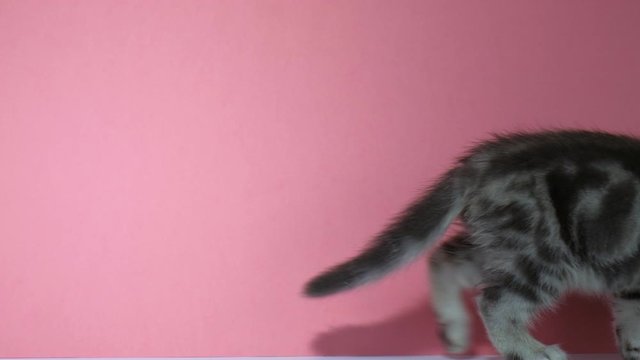 A lop-eared kitten passes on a pink background