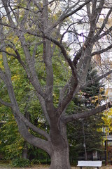 tree in the park
