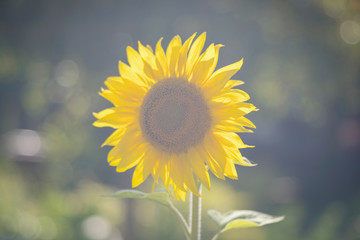 sunflower on a clear sunny day, positive image