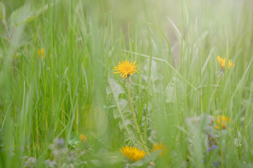 flower among greenery with sun flare