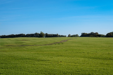 Obraz premium green meadow under blue sky on a clear sunny day