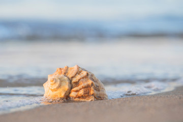 beautiful shell lies on the beach, next to the azure water of the sea