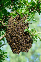 Bienenschwarm bildet große Schwarmtraube an Ast, Schwärmende Honigbienen bilden Schwarmtraube,...