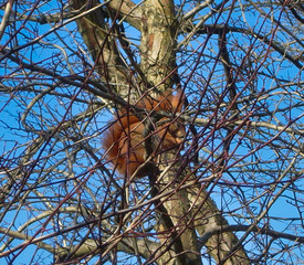 Eichhörnchen ziwschen Ästen in Baumkrone vor blauem Himmel