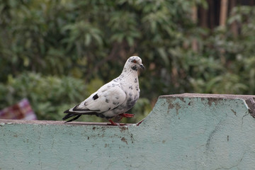 Obraz premium dove on the stone