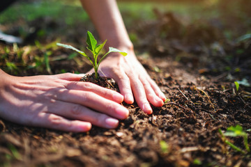 Closeup image of people preparing to grow a small tree with soil in the garden
