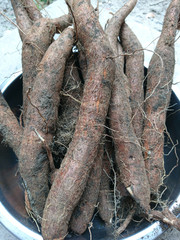 Cassava