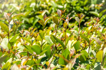 Green bushes with trimmed branches and young leaves.