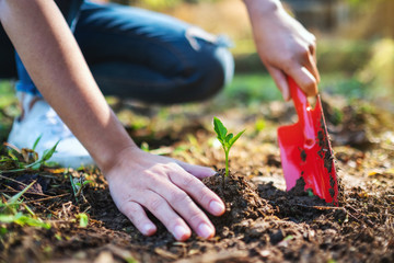 Fototapeta premium Closeup image of a woman using shovel to plant a small tree in the garden