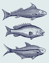 Set of three different fishes from the Amazon region in South-America in side view, after antique illustration from 17th century