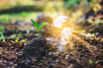 Closeup image of a small tree and a light bulb glowing on pile of soil