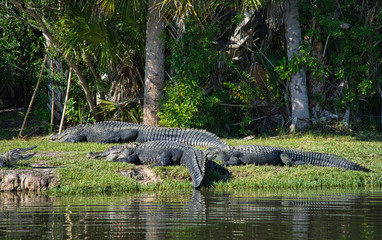 Alligator Gator Wildlife Everglades Florida