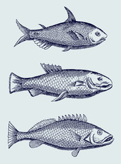 Collection of three different fishes from Brazil in side view, after an antique illustration from the 17th century