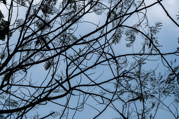 Fototapeta na wymiar Abstract branch leaf background sky
