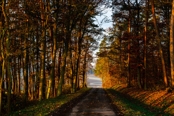 Straße durch den Wald 