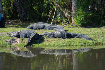 Alligator Gator Wildlife Everglades Florida