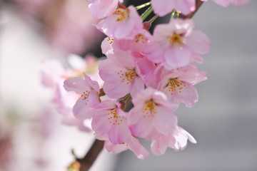 春の日に咲く花