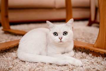 cute white cat with blue eyes looks into the camera and sits on the carpet at home