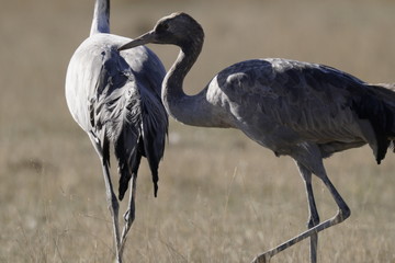 common crane