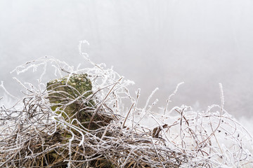 Frozen plants in winter with hoar frost