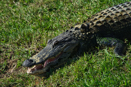 Alligator Gator Wildlife Everglades Florida