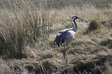 common crane