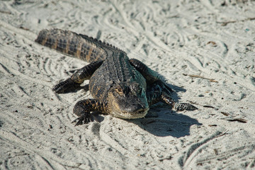 Alligator Gator Wildlife Everglades Florida