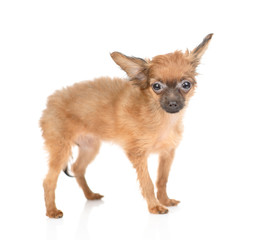 A puppy of that terrier is standing and looking at the camera. Isolated on a white background