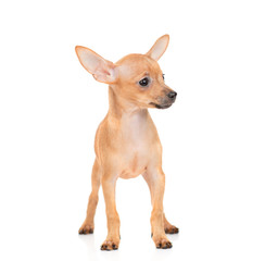 A puppy of that terrier is standing and looking to the side. Isolated on a white background
