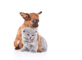 The puppy of that red-haired terrier looks hugs a British gray kitten, the kitten falls asleep. Isolated on a white background