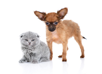 A red-haired toy terrier puppy sits next to a gray British kitten, looking at the camera. Isolated on a white background