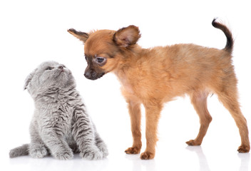 The red-haired toy terrier puppy looks at the kitten with a gray British kitten, the kitten is scared. Isolated on a white background