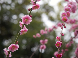 Obraz premium 梅の花