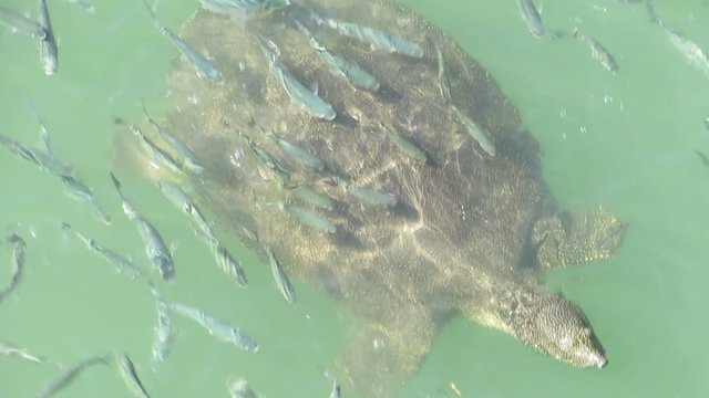 Big softshell turtle swimming surrounded by flock of fishes poking its head over river surface. Trionychoidea. Trionyx. Pelochelys. Summer day.