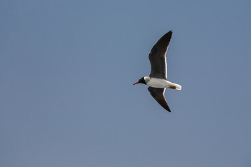 White-eyed Red Sea seagull in flight against blue sky