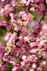 Branches of blooming cherry in the sun, the beginning of spring