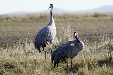 Fototapeta premium common crane