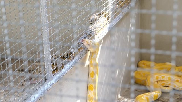footage of snake in the cage at the zoo