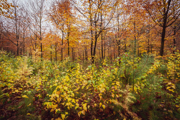 Fototapeta premium Herbstlich leuchtener Wald