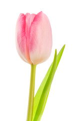 White-pink tulip on white background