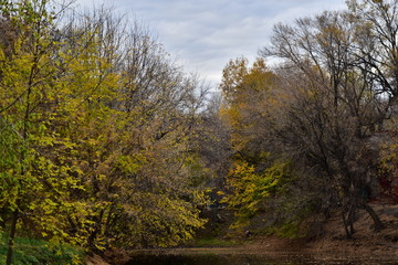 autumn in the forest