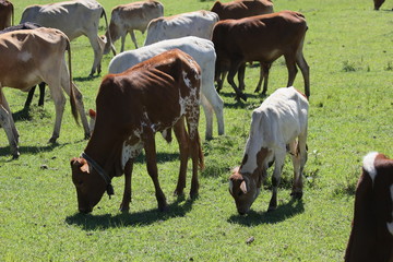 Rinderherde in Kenia