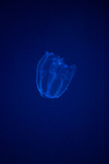jellyfish